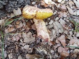 Pulchroboletus rubricitrinus image