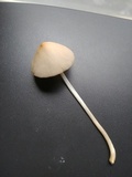 Conocybe apala image