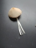 Conocybe apala image