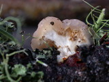 Tremella encephala image