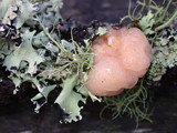 Tremella encephala image