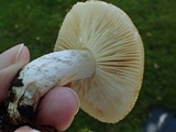 Russula sororia image