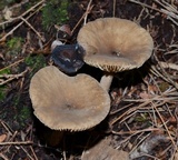 Lactarius lepidotus image