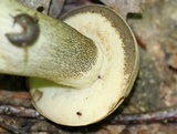 Retiboletus griseus image