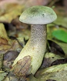 Retiboletus griseus image