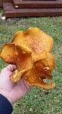 Omphalotus subilludens image