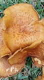 Omphalotus subilludens image