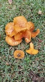 Omphalotus subilludens image