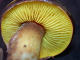 Phylloporus arenicola image