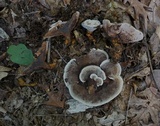 Hydnellum caeruleum image
