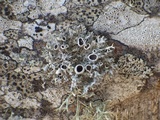 Physcia leptalea image
