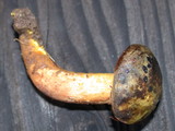 Phylloporus arenicola image