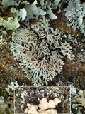 Physconia venusta image