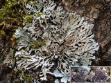 Physconia venusta image