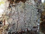 Pertusaria albescens var. albescens image