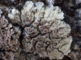 Degelia plumbea image
