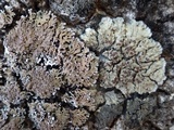 Degelia plumbea image