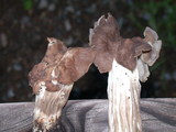 Helvella maculata image