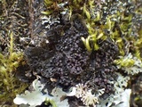 Collema nigrescens image