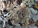 Ramalina fastigiata image