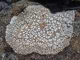 Ochrolechia parella image