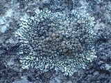 Lecanora muralis image