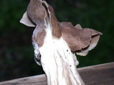 Helvella maculata image