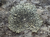 Lecanora muralis image