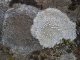 Ochrolechia parella image