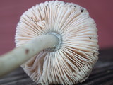 Pluteus americanus image