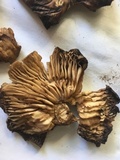 Marasmius nigrodiscus image