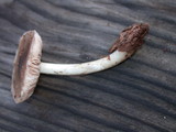 Pluteus americanus image