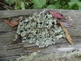 Parmotrema reticulatum image
