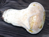 Lycoperdon molle image