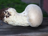Lycoperdon molle image