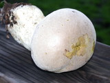 Lycoperdon molle image