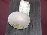 Lycoperdon molle image