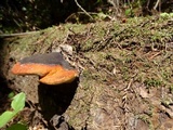 Fomitopsis mounceae image