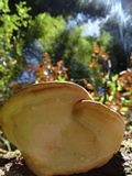 Fomitopsis mounceae image