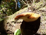 Fomitopsis mounceae image