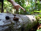 Phellinus gilvus image