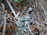Hypogymnia heterophylla image