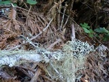 Hypogymnia heterophylla image