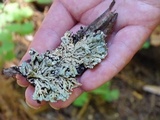 Hypogymnia occidentalis image