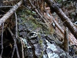 Hypogymnia enteromorpha image