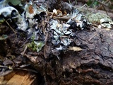 Hypogymnia enteromorpha image
