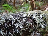 Hypogymnia enteromorpha image