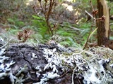 Hypogymnia enteromorpha image