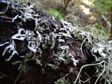 Hypogymnia enteromorpha image