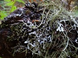 Hypogymnia enteromorpha image